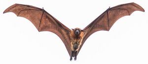 A flying fox with reddish-yellow fur and a dark brown snout is in flight facing the viewer. The background is white.