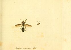Fauna Germanica, Diptera (6046265968).jpg