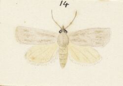 Fig 14 MA I437624 TePapa Plate-XXV-The-butterflies full (cropped).jpg