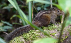 Funambulus obscurus, The Dusky-striped squirrel.png