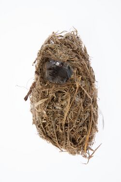 Image of Chatham Island warbler nest from the collection of Auckland Museum
