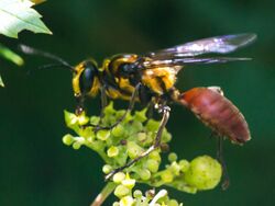 Golden rein wasp male (42421647434).jpg