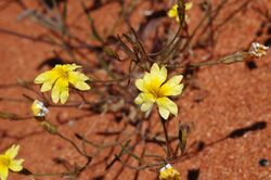 Goodenia berardiana.jpg