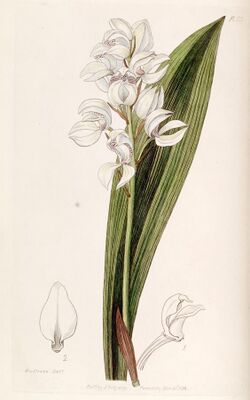 Govenia liliacea - Edwards vol 24 (NS 1) pl 13 (1838).jpg