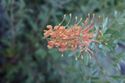 Grevillea Sunrise.JPG