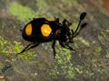 Handsome Fungus Beetle (Eumorphus quadriguttatus) (15348228198).jpg