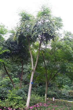 Heteropanax fragrans - Chengdu Botanical Garden - Chengdu, China - DSC03586.JPG