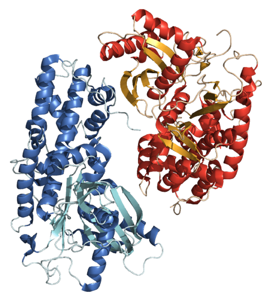 File:Hexokinase 3O08 structure.png