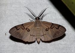 Hypochrosis cf. subrufa (Geometridae Ennominae).jpg