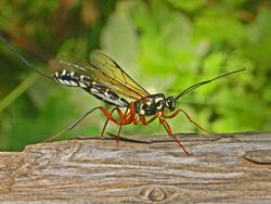 Ichneumonidae - Rhyssa persuasoria.JPG
