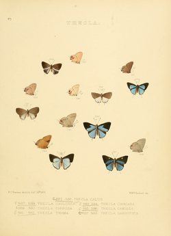 Illustrations Diurnal Lepidoptera 2 - Plate 75.png