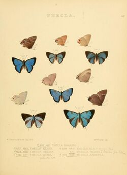 Illustrations of diurnal Lepidoptera 67.jpg