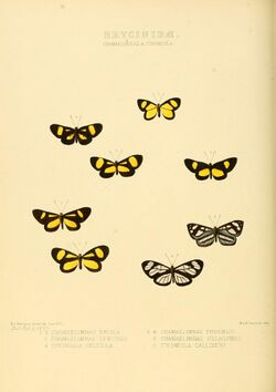 Illustrations of new species of exotic butterflies Chamaelimnas & Ithomiola.jpg