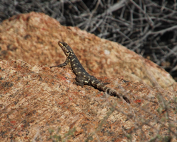 Karoo Girdled Lizard, black with lighter spots, on reddish brown rock.png