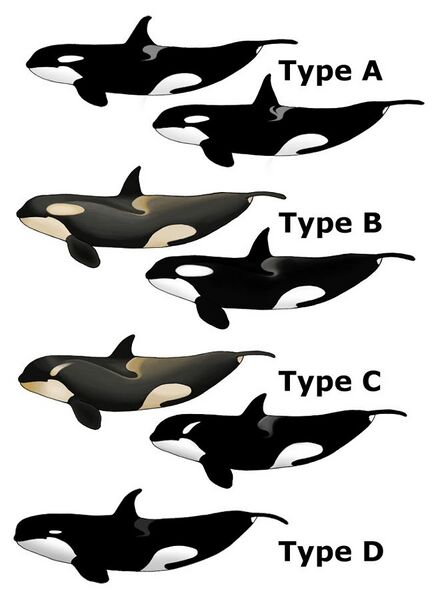 File:Killer Whale Types.jpg
