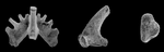 Kladognathus elements.png