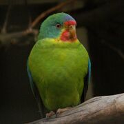 A green parrot with blue shoulders, a blue-green head, a blue forehead, and a red mark above and below the beak