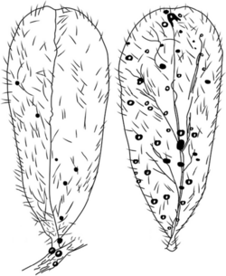 Leaflets of Weberbauerella chilensis.png