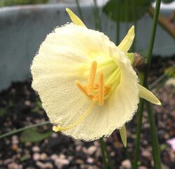 Lemon yellow hoop petticoat daffodil - front.JPG