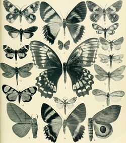 Lepidoptera Niepeltiana - Abbildungen und Beschreibungen neuer und wenig bekannter Lepidoptera (1914) (14776532864).jpg
