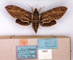 Lintneria pseudostigmatica (MS lectotype) (Mexico) (CMNH) female upperside and labels.jpg