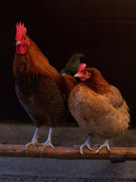 File:Male and female chicken sitting together.jpg
