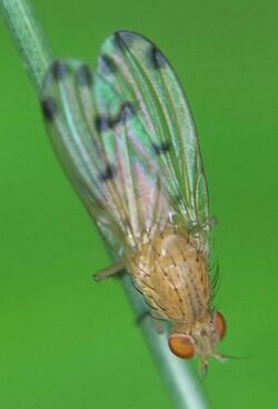 Meiosimyza decempunctata, Marburg - 2013-06-07.jpg