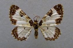 Melanthia alaudaria.jpg