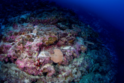 Mesophotic coral ecosystem.png
