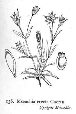 Moenchia erecta i01.jpg