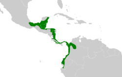 Myiobius sulphureipygius map.svg