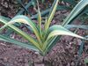 Mystery variegated plant (15235908647).jpg