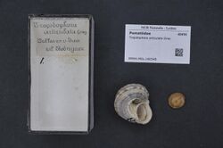 Naturalis Biodiversity Center - RMNH.MOL.160348 - Tropidophora articulata Gray - Pomatiidae - Mollusc shell.jpeg