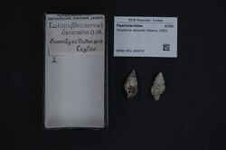 Naturalis Biodiversity Center - RMNH.MOL.209378 - Peristernia decorata (Adams, 1855) - Fasciolariidae - Mollusc shell.jpeg