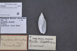Naturalis Biodiversity Center - ZMA.MOLL.357344 - Ancillista muscae (Pilsbry, 1926) - Olividae - Mollusc shell.jpeg