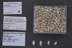 Naturalis Biodiversity Center - ZMA.MOLL.359403 - Olivella minuta (Link, 1807) - Olivellidae - Mollusc shell.jpeg