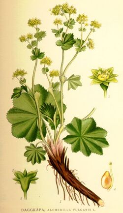 Nordens flora Alchemilla vulgaris.jpg