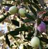 Olivesfromjordan.jpg