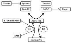 PFL Regulation Network.jpg