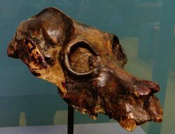 Palaeopropithecus maximus skull 5.JPG