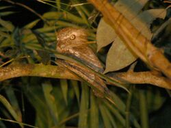 Palawan Frogmouth.jpg