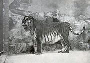 Panthera tigris virgata.jpg