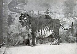 Tiger from the Caucasus in Berlin Zoological Garden, 1899[1]