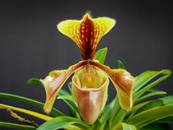 Paphiopedilum villosum (flower, front).jpg