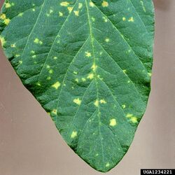 Peronospora manshurica on soybean leaf.jpg