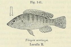 Pharyngochromis acuticeps.jpg