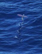 Pink-wing flying fish.jpg