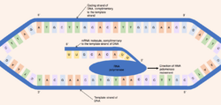 Process of DNA transcription.png