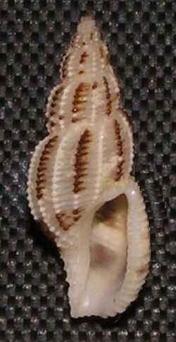 Pseudodaphnella philippinensis 002.jpg