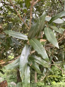 Quercus Pinnativenulosa.jpg